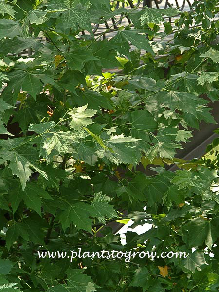 The plant will not produce variegation on all the leaves